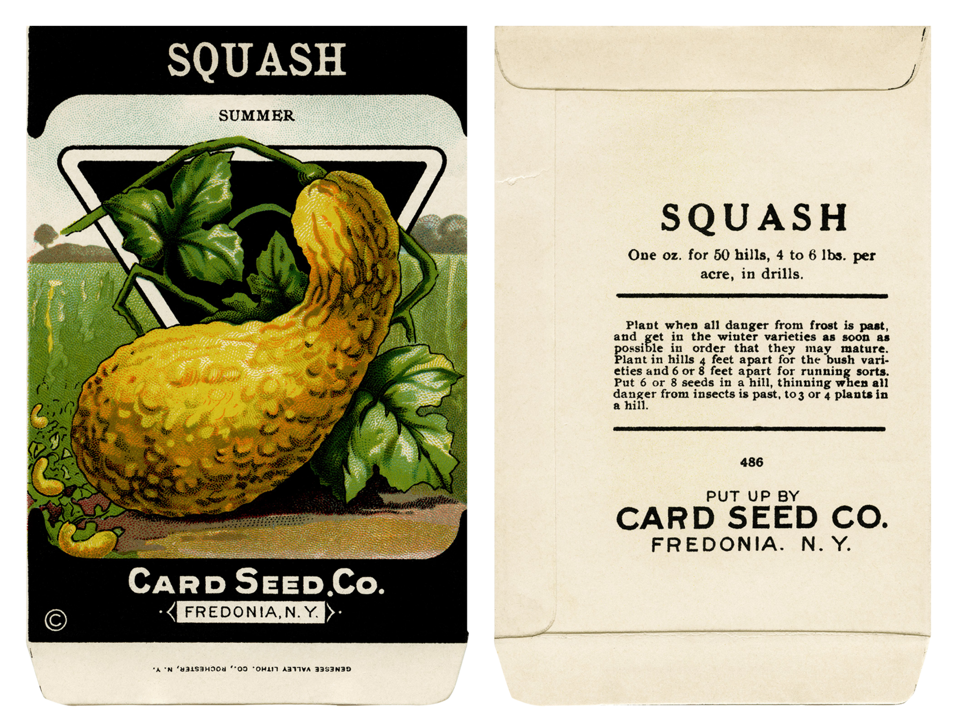 Seed Packet Vintage Squash