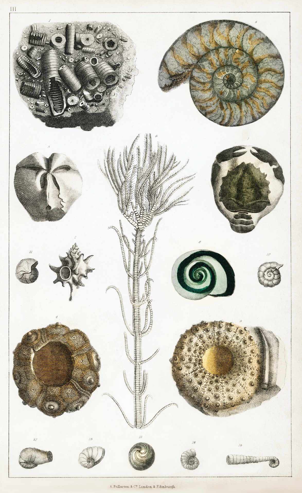 Sea Urchin Starfish Vintage Art Old Antique Illustration Painting Petrification Cretaceous Period