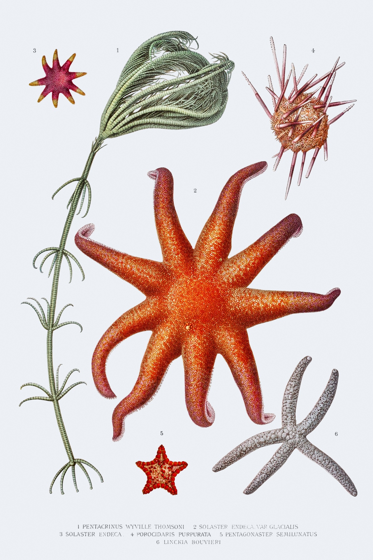 Starfish Vintage Art Old