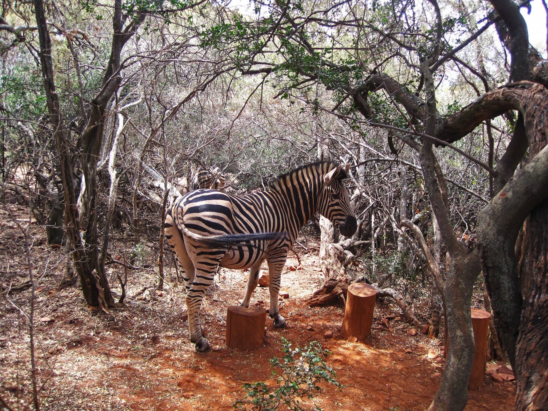 Side View Of Burchell's Zebra