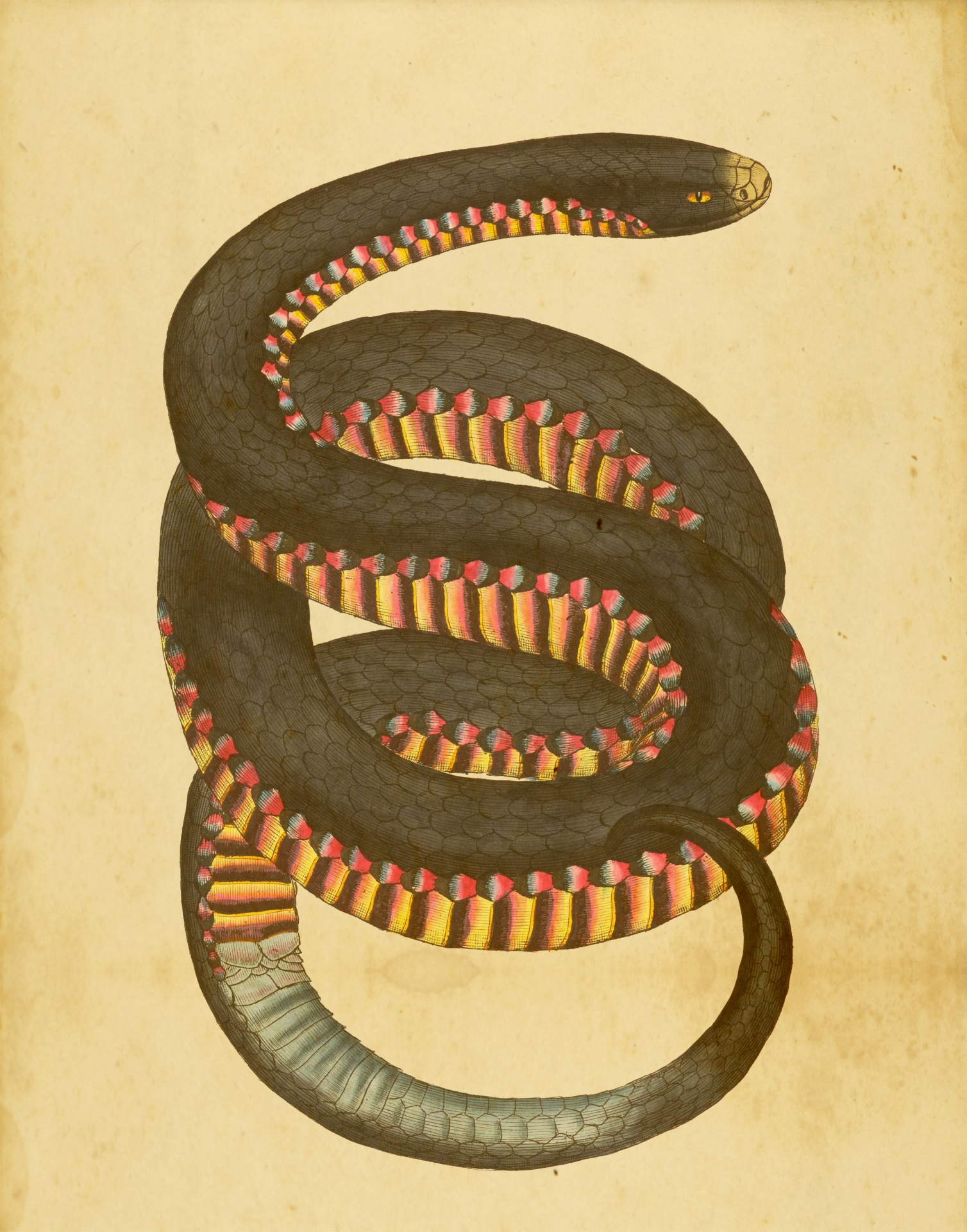 Snake Vintage Art