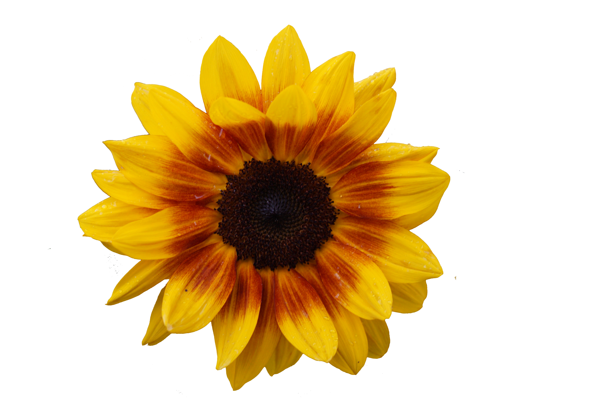 Sunflower blossom yellow flower garden photography close-up cut out transparent background png