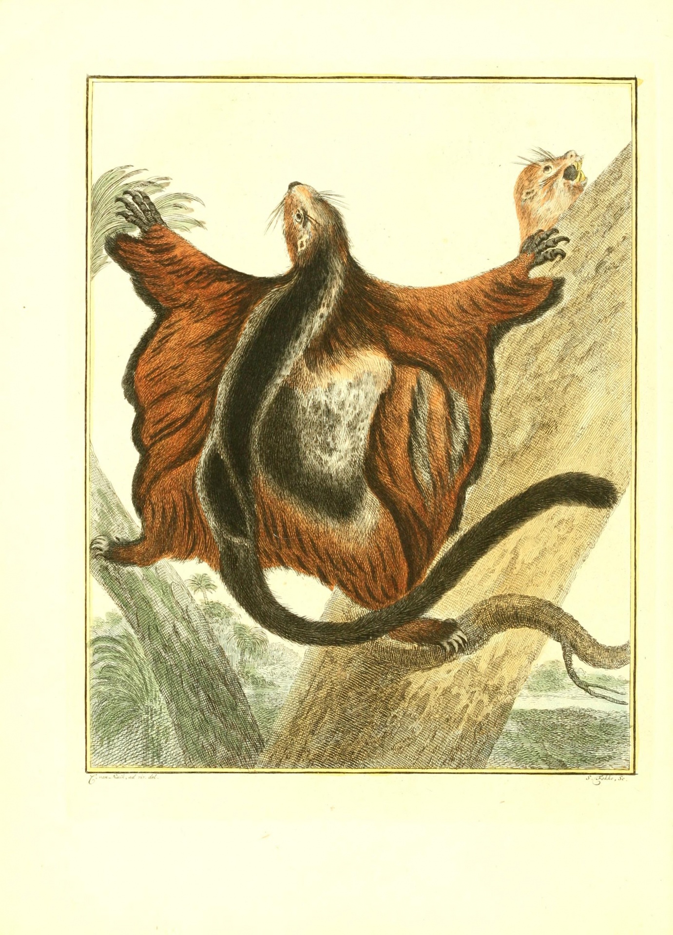 The Flying Squirrel, Biodiversity Heritage Library
