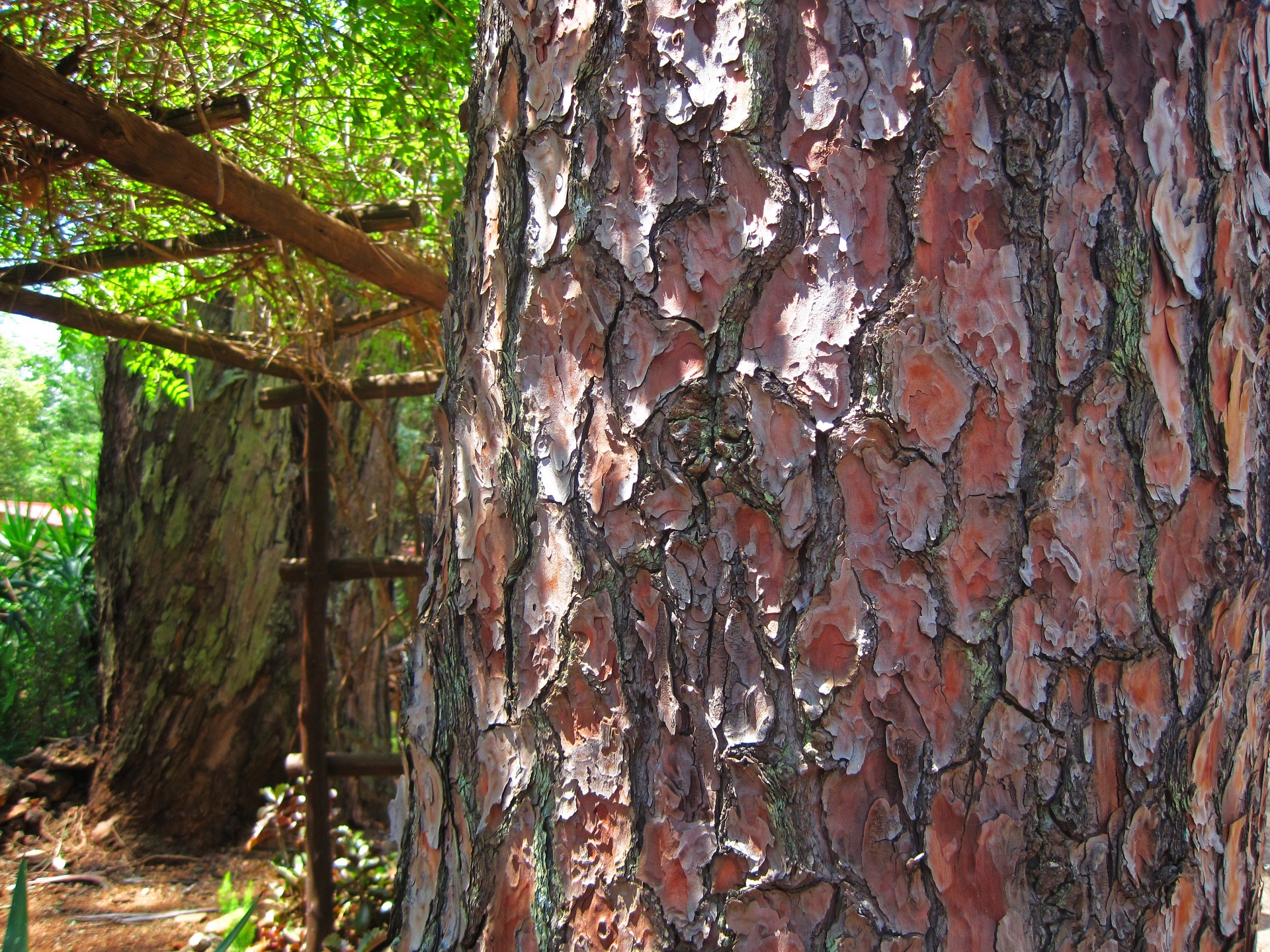 Textured Pine Tree Bark
