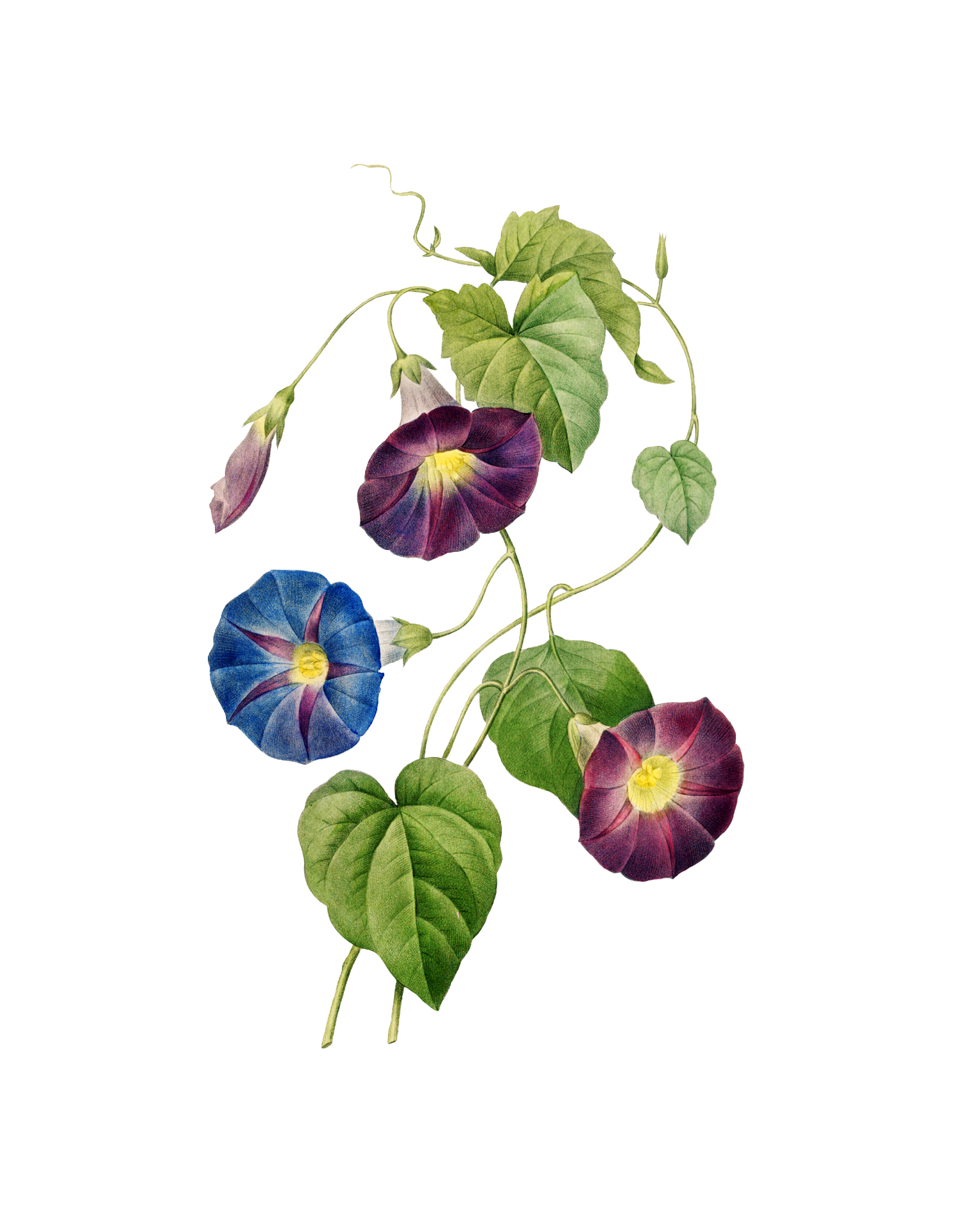 Morning glory in different colors flower wildflower blossom vintage art watercolor watercolors painting creative clipart with transparent background sticker png