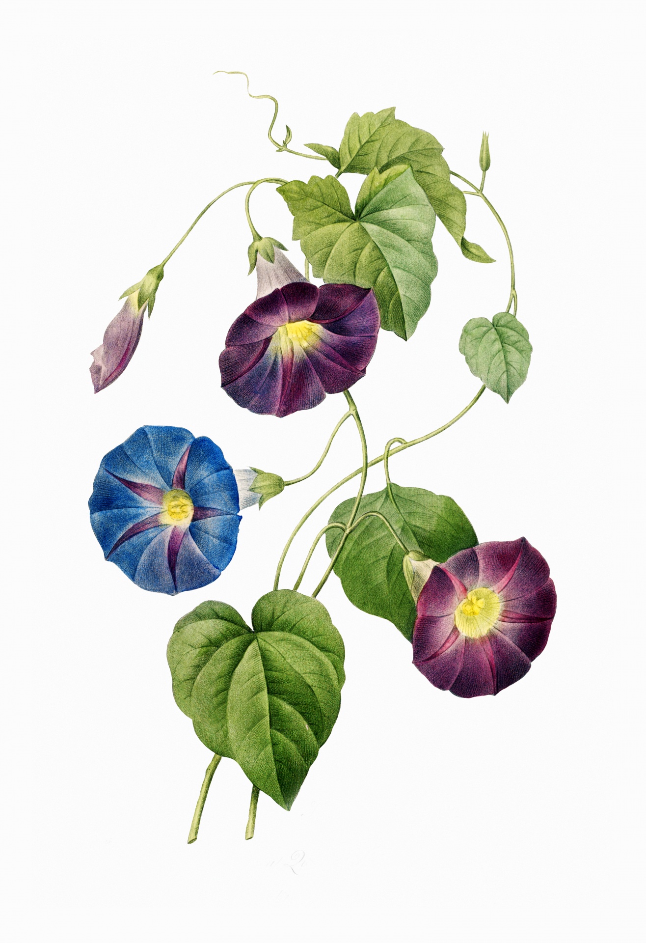 Morning glory in different colors flower wildflower blossom vintage art watercolor watercolors painting creative