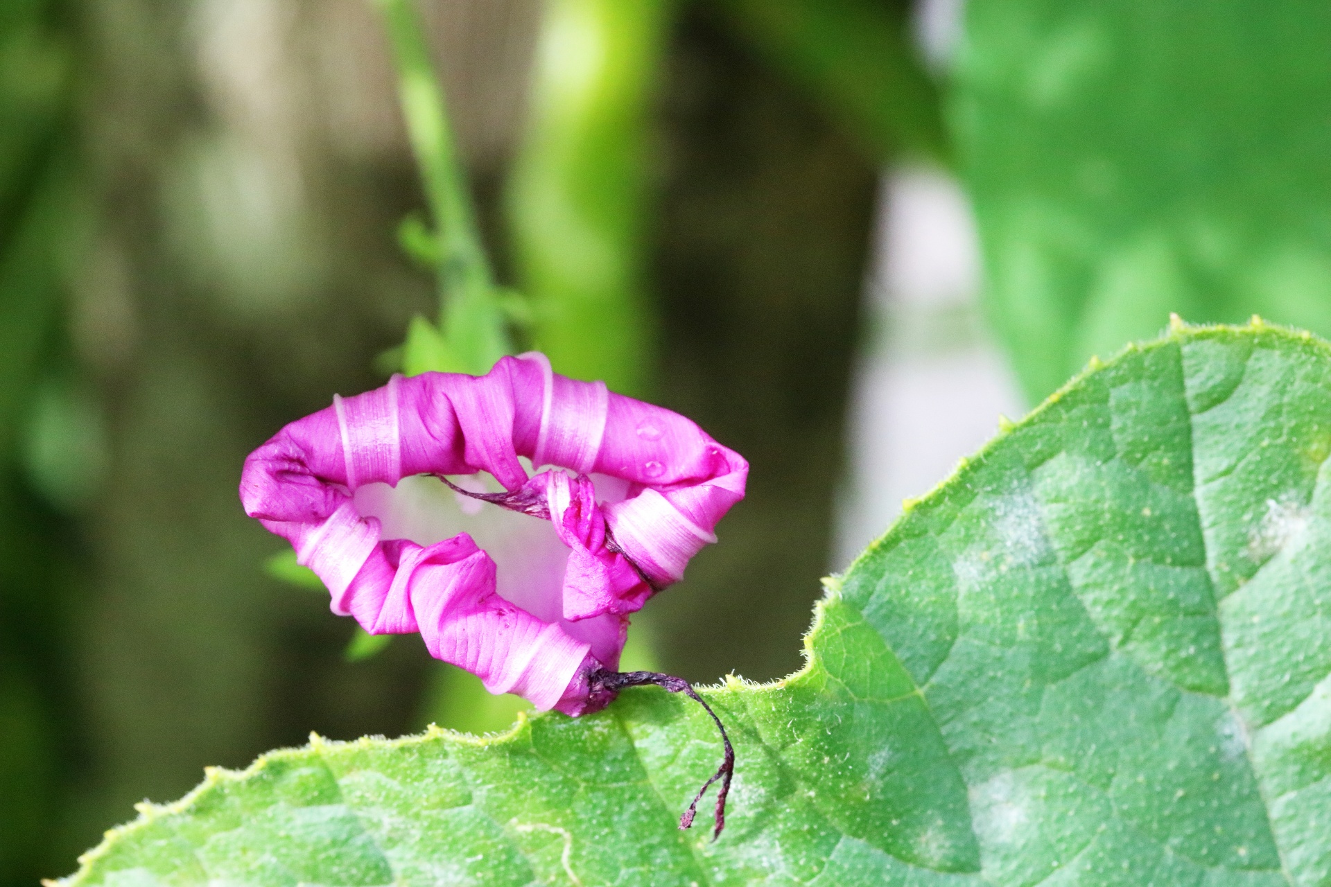 unfurled petals of a pink morning glory flower