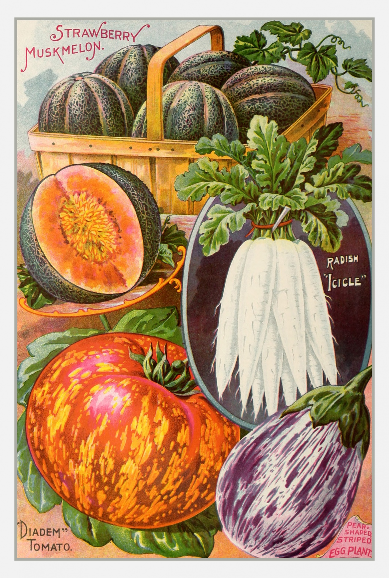 Vintage seed catalogue with colorful art painting of tomato, radish, melon and eggplant