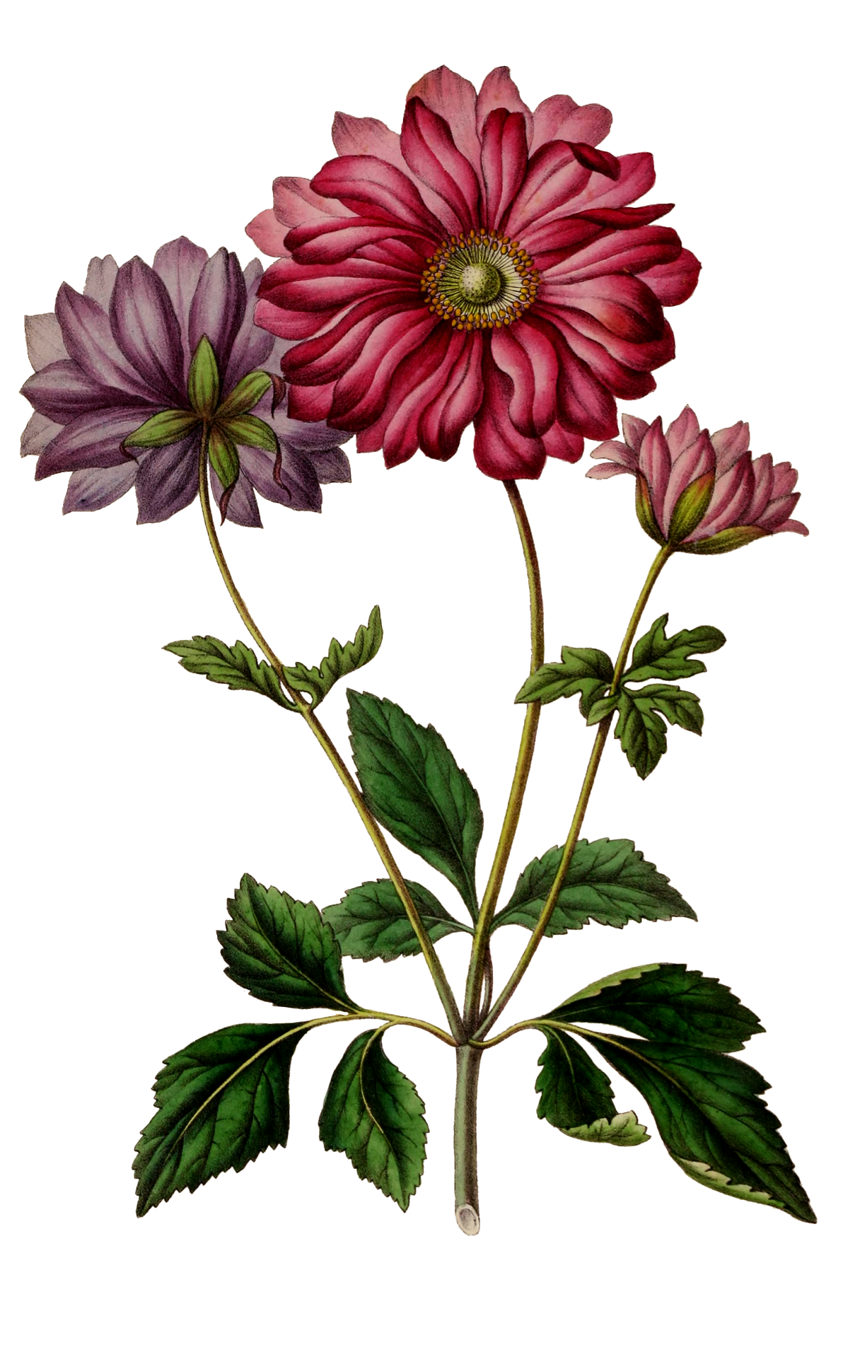 Vintage Flower Anemone Clipart