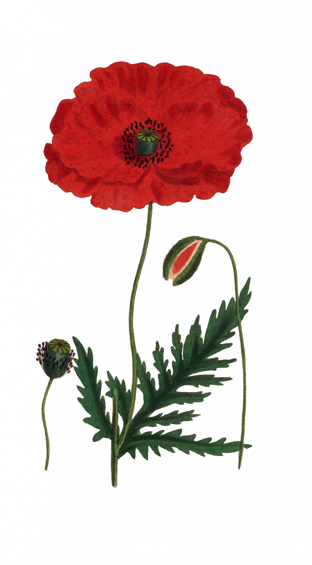 Vintage Red Poppy Illustration