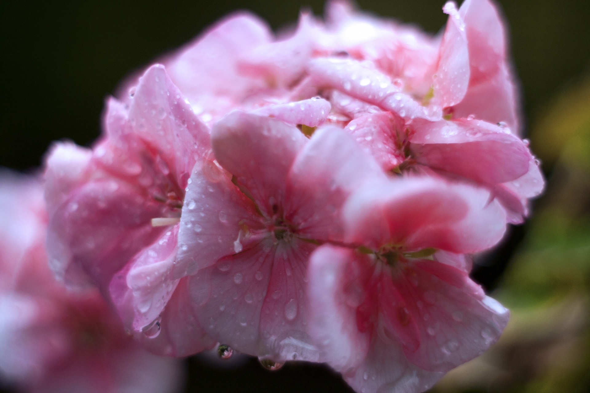 Raindrops on the flower