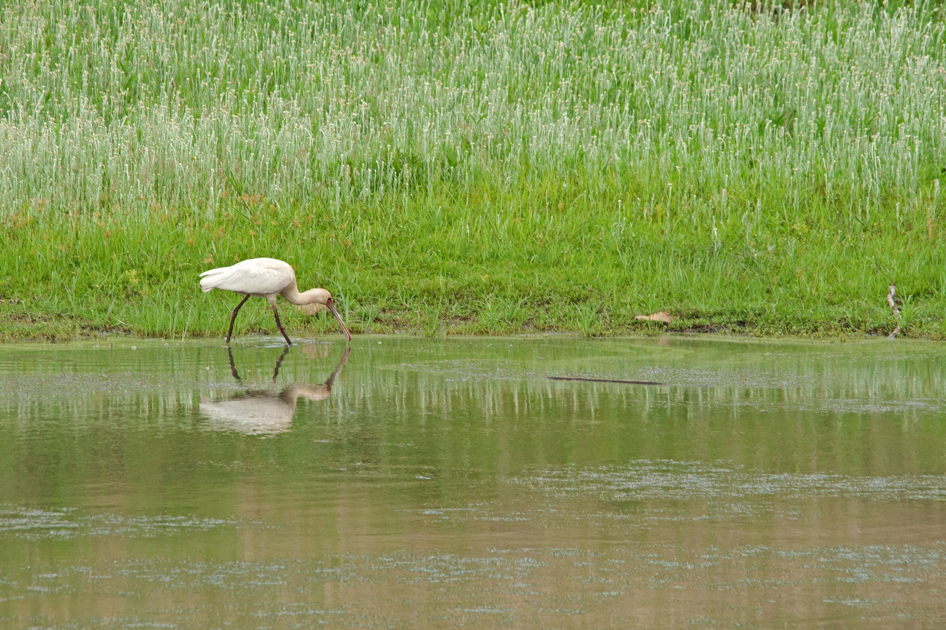White African Spoonbill In Dam