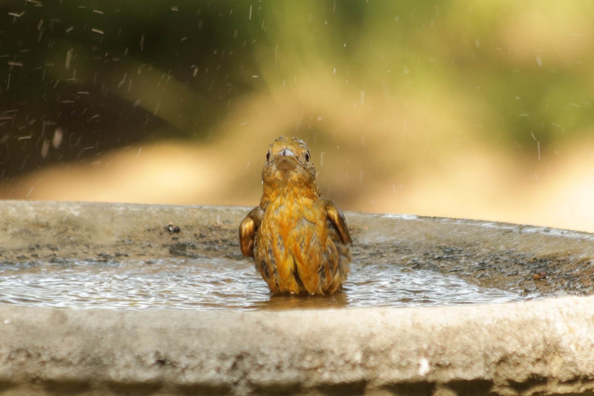 Close-up of a yellow female summer tanager bird, splashing in a birdbath.