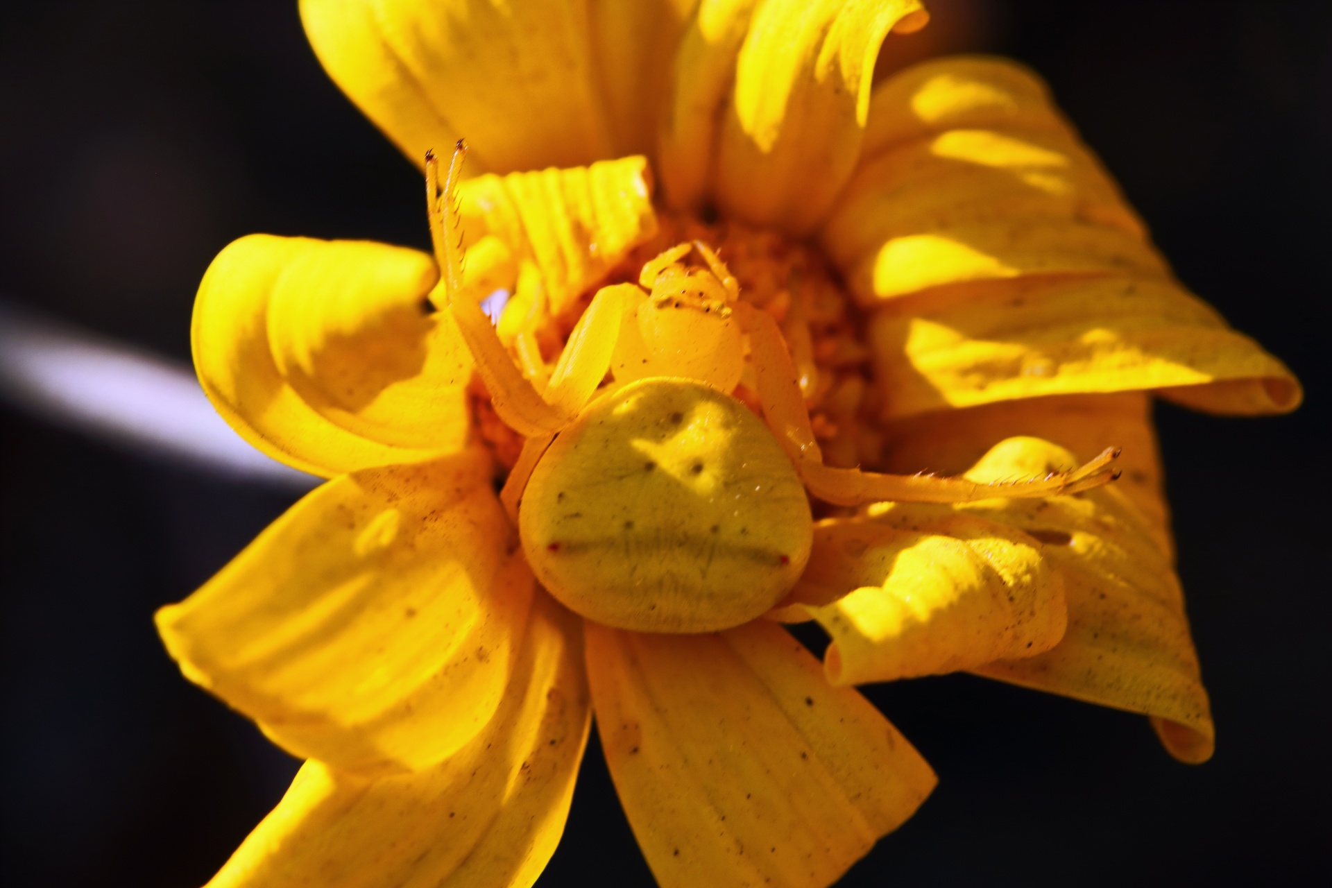 yellow flower crab spider on a yellow flower