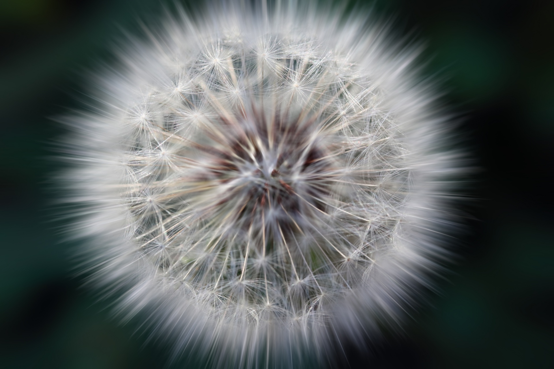 zoom burst effect with focus points on dandelion seedhead