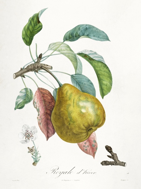 Arta vintage de fructe de pere Poza gratuite - Public Domain Pictures