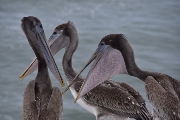 Pelicani vorbitori Poza gratuite - Public Domain Pictures
