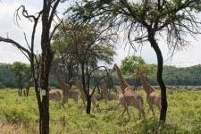 A Group Of Adult And Young Giraffe