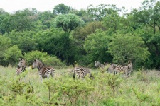 A Group Of Alert Zebra