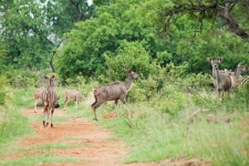 A Group Of Kudus In Green Bushes