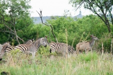 A Group Of Zebra And A Kudu Buck
