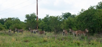 A Group Of Zebra Standing In Grass