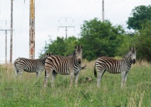 A Group Of Zebra Under Power Lines