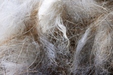 A Sample Of Loose Hair Of Wild Hare