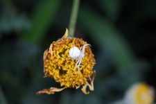 A White Flower Crab Spider