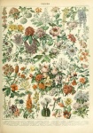 Adolphe Millot Fleurs C