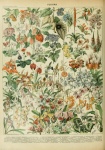 Adolphe Millot Fleurs D