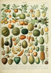 Adolphe Millot Fruits B