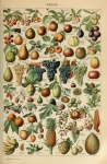 Adolphe Millot Fruits