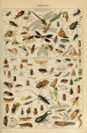Adolphe Millot Insectes