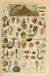 Adolphe Millot Mollusques Pour Tous