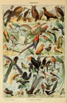Adolphe Millot Oiseaux Pour Tous A