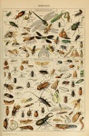 Adolphe Philippe Millot Insects