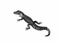 Alligator Vintage Art Illustration