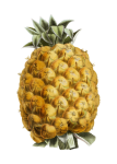 Pineapple Fruit Vintage Illustration