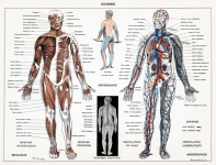 Anatomy Human Medicine Old