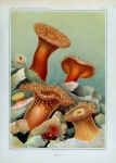 Anemone Coral Vintage Art