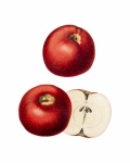 Apples Fruit Vintage Illustration