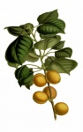 Apricot Fruit Vintage Art