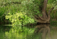 Tree Lake Reflection Photo