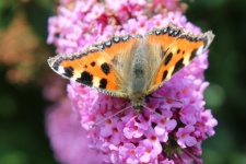 Beautiful Butterfly On Flower
