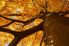 Beech Tree In Autumn