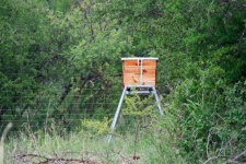 Beehive On Stand In African Bush