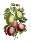 Berries Fruit Vintage Illustration