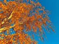 Birch Tree In Autumn