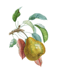 Pear Fruit Vintage Art